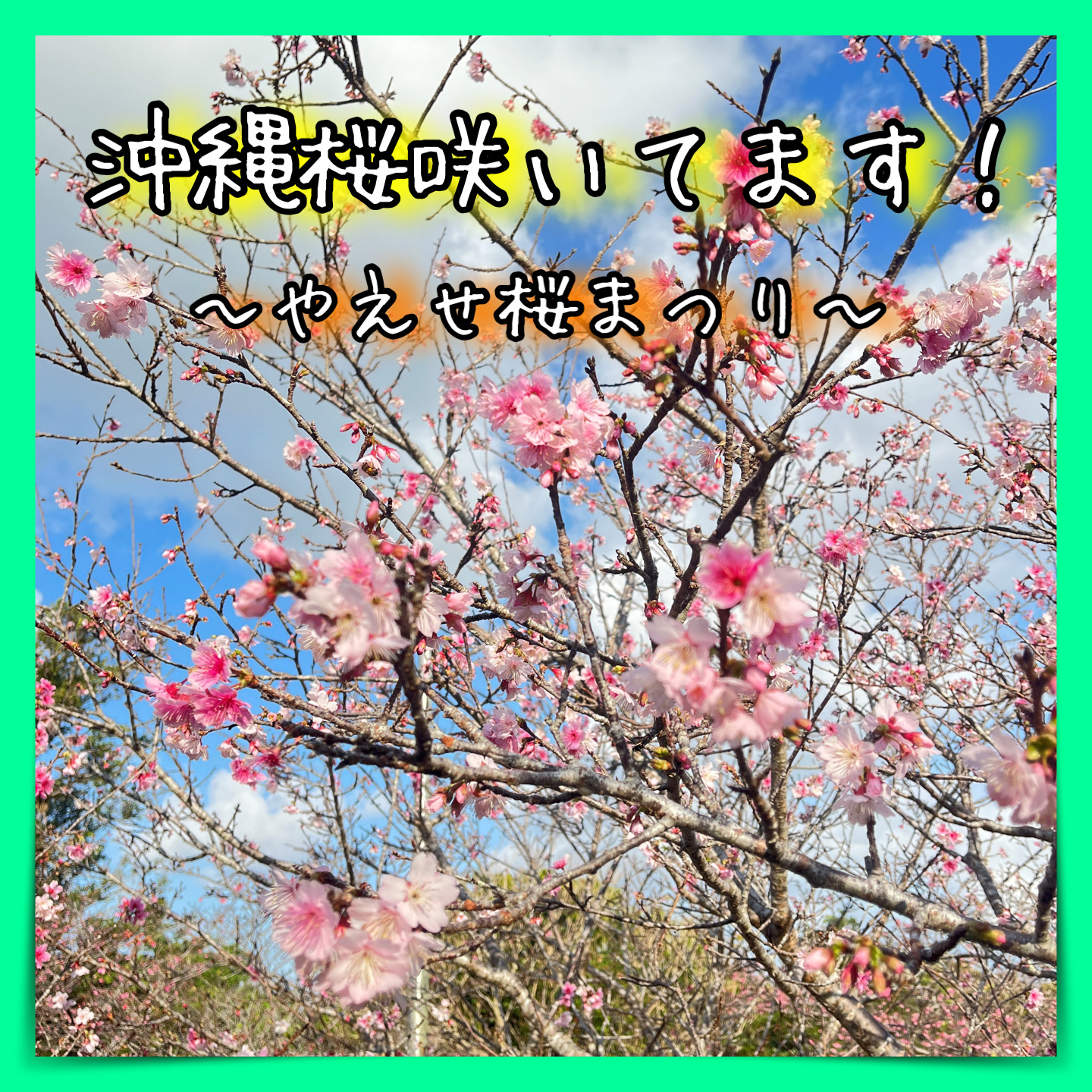 【2023年】やえせ桜まつり！日本で一番早い桜の開花を沖縄で！那覇からアクセス良好の沖縄南部へ！